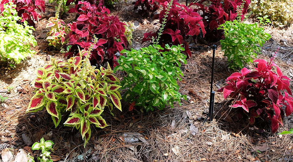 Cluster of landscaping with plants with red and green leaves.